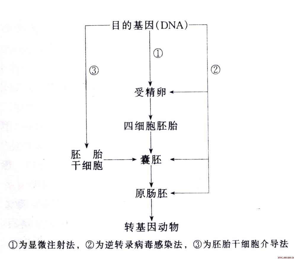 动物转基因技术
