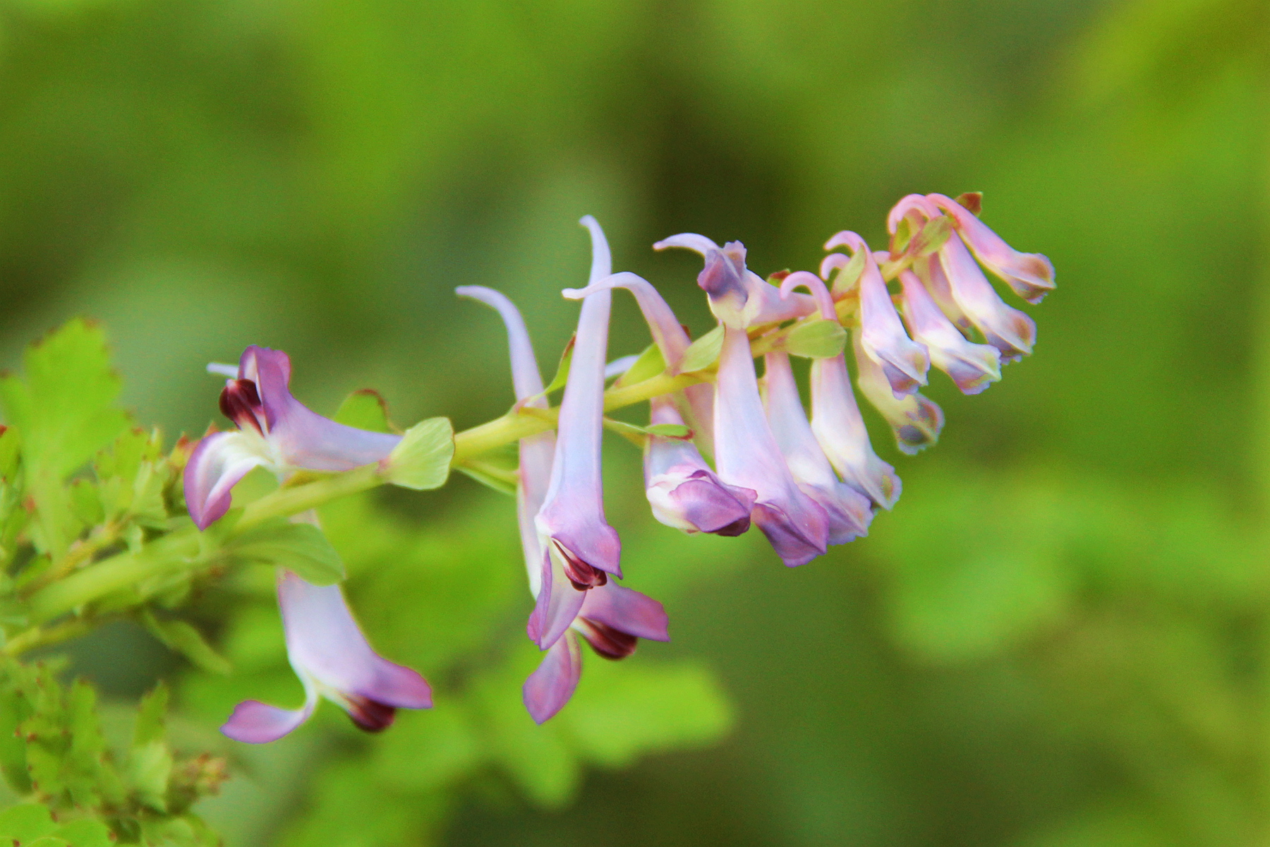 婴栗科紫堇属一年生草本植物,高50厘米.