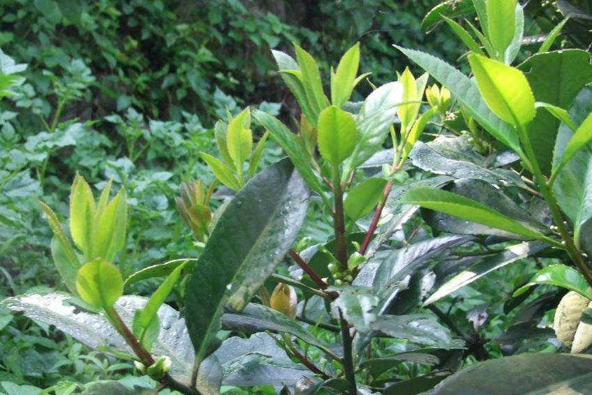 苦丁茶树图片 全网资源