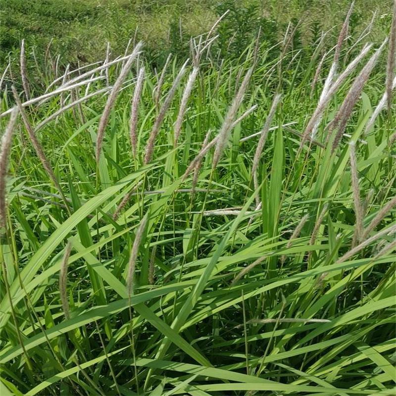 kuntze),禾本科茅根属草本植物,须根细而柔韧;叶鞘无毛,叶片为