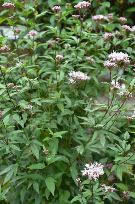 佩兰（菊科泽兰属植物）_百度百科