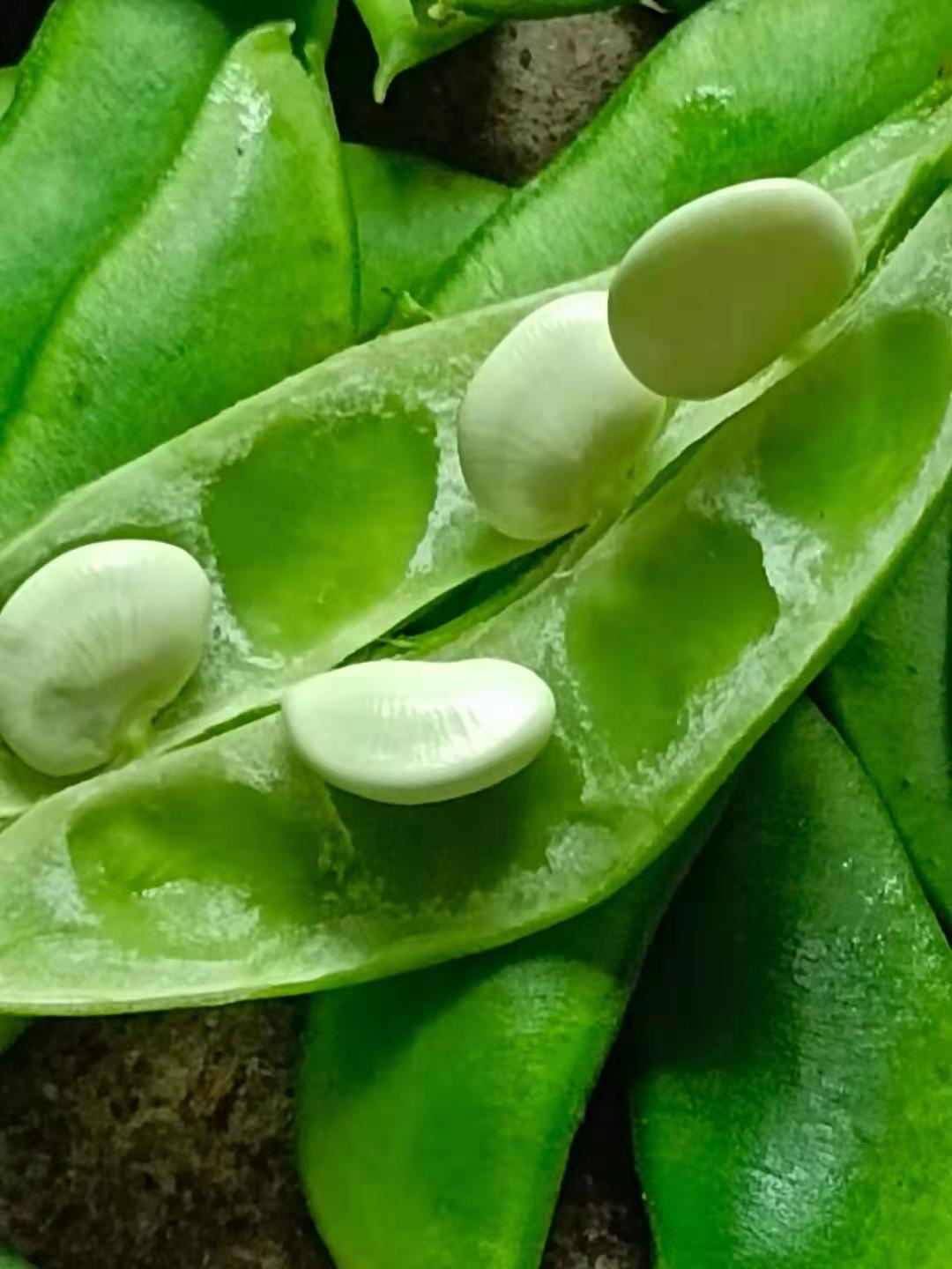  p>江西玉山特产三清山白玉豆盛产于三清山下玉山县西北部山区,是玉山