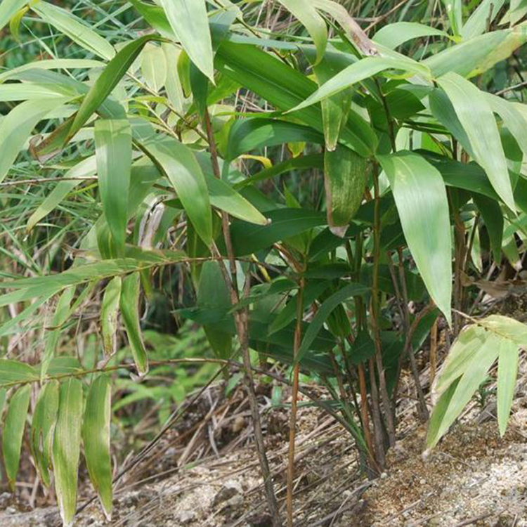 益阳箬竹(变种)