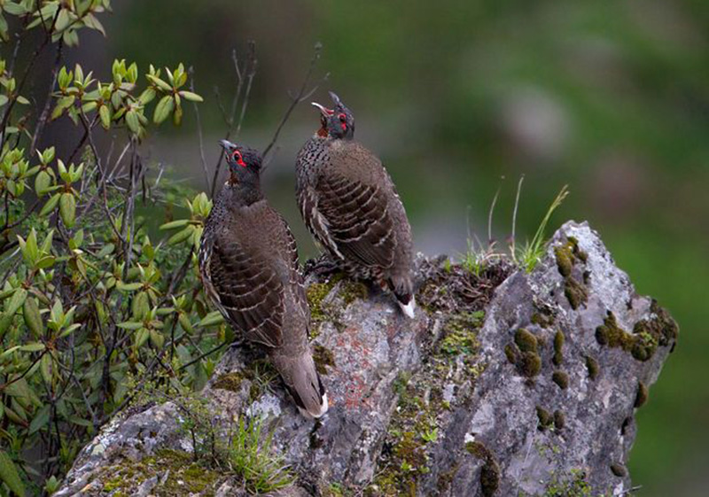  p>红喉雉鹑(学名: i>tetraophasis obscurus /i>):是雉科,雉鹑属的 a