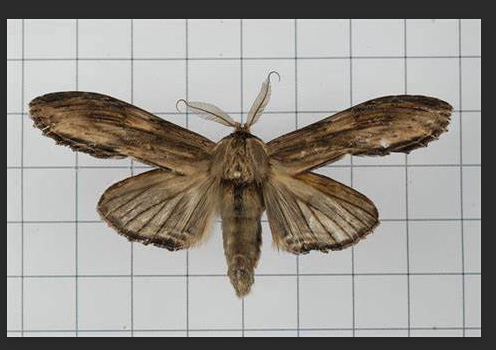 春弱舟蛾 百度百科