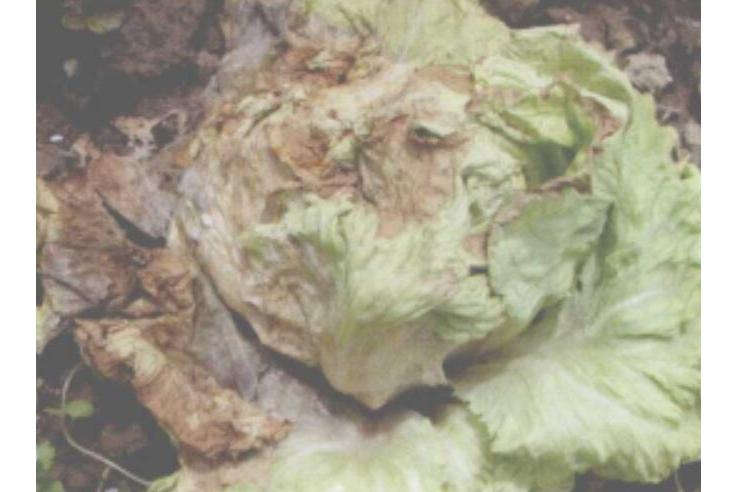 生菜软腐病