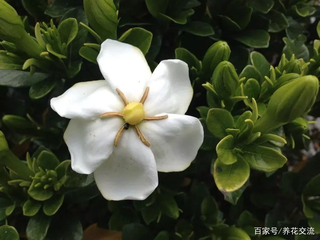 山上经常可以看到的黄栀子，好养又好看，花果都可观赏_百科TA说