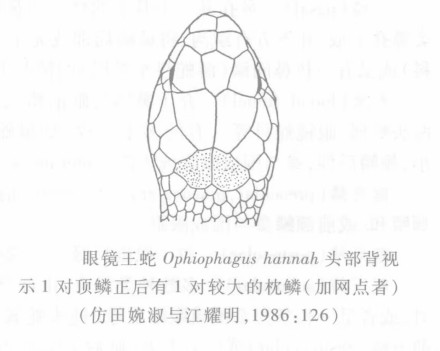 眼镜王蛇（眼镜蛇科眼镜王蛇属的前沟牙类毒蛇）_百度百科