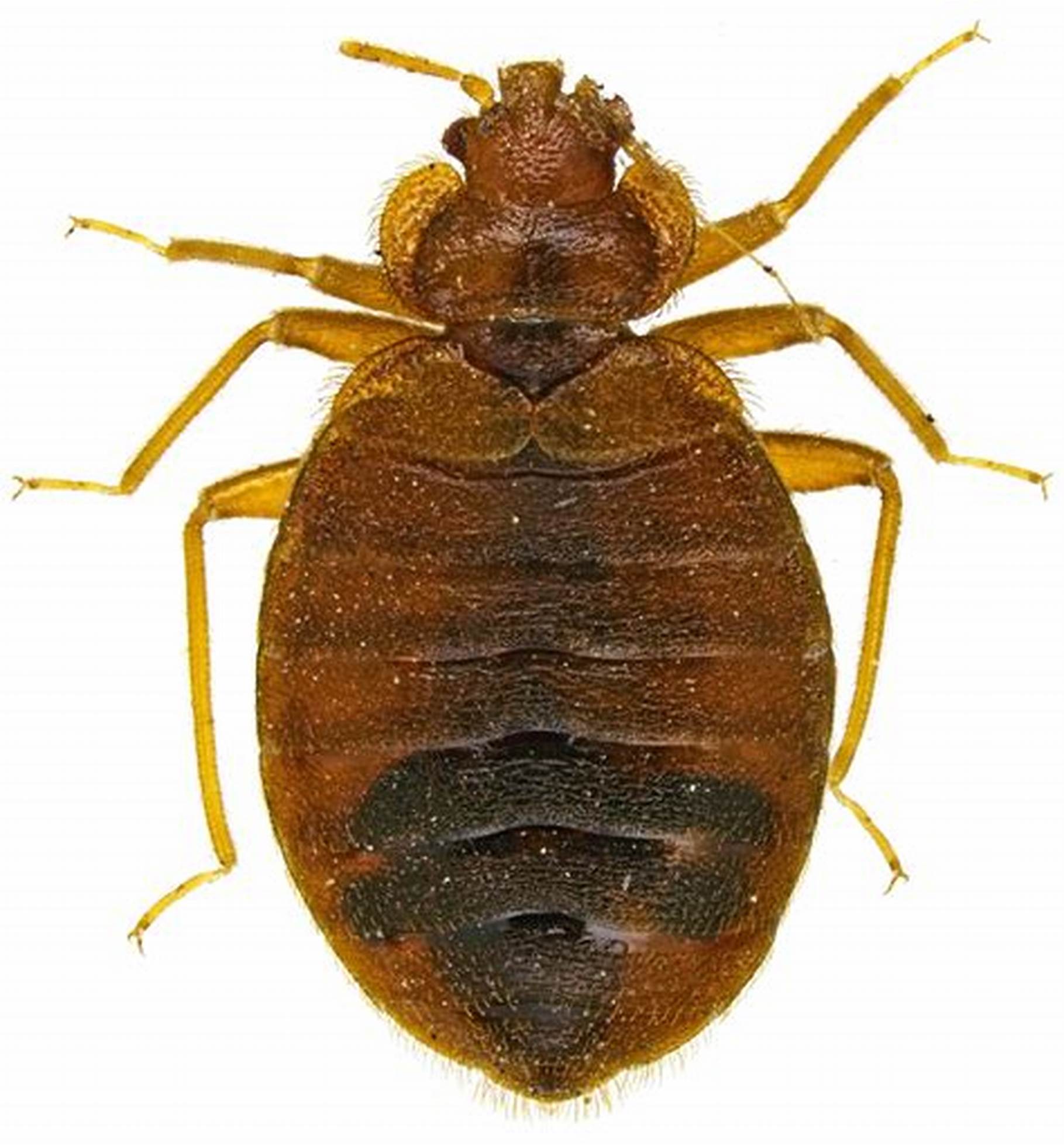  p>臭蝽科通称臭虫,小型到中小型.卵圆形,扁平,红褐色.外观几乎无翅.