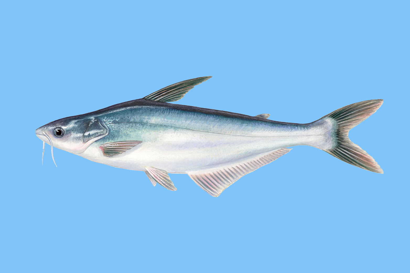 巴沙鱼是什么鱼 百科ta说