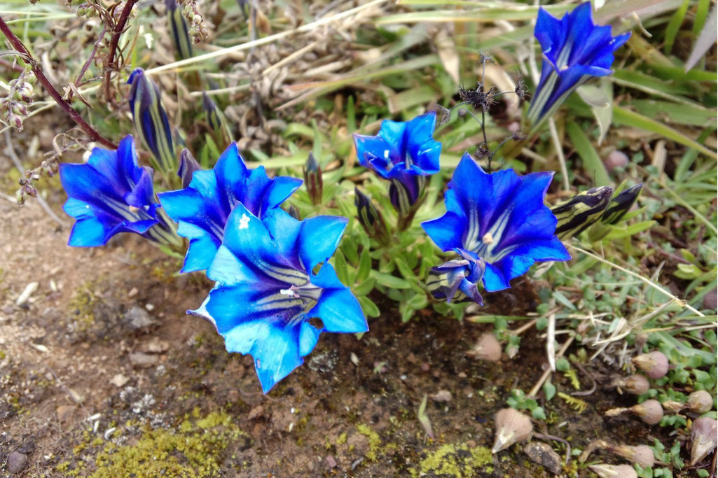  p>中甸龙胆(学名: i>gentiana chungtienensis /i>),龙胆科龙胆属