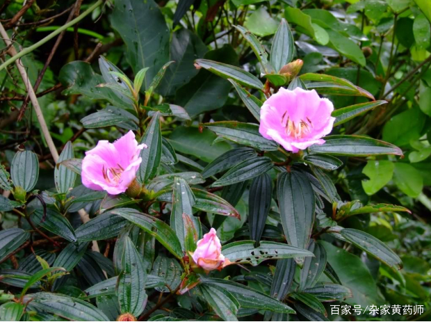 荒野维生野菜系列——毛稔_百科TA说