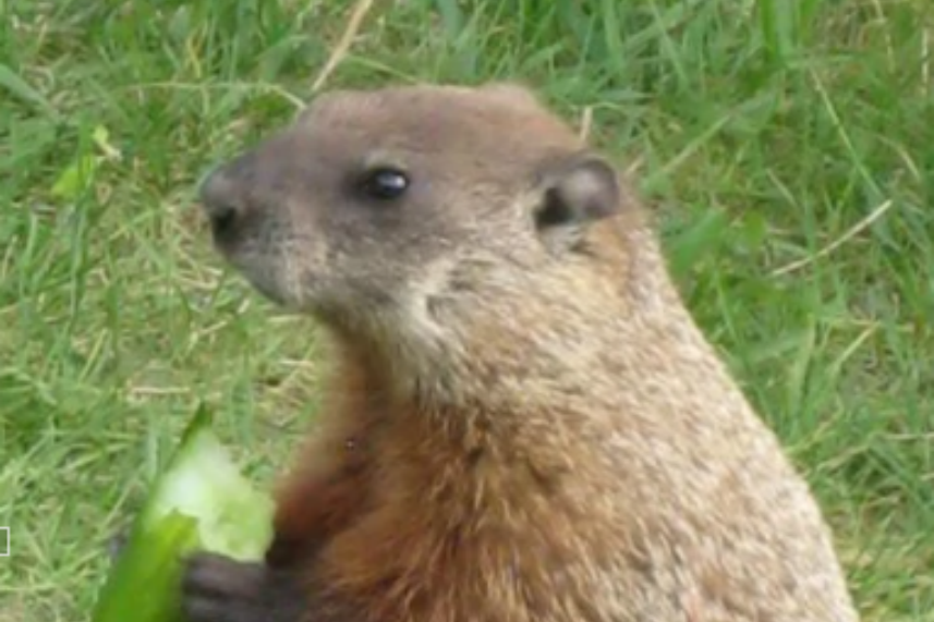 小说中说,这种吃猫的老鼠长在非洲,样子跟 a target="_blank" hre=""