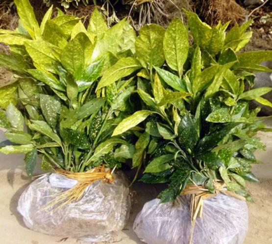 有关花叶青木的养殖知识_百科TA说