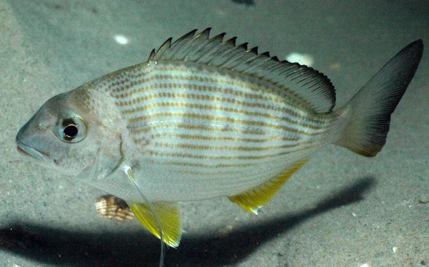  p>平鲷(学名: i>rhabdosargus sarba /i>)是鲷科,平鲷属鱼类.