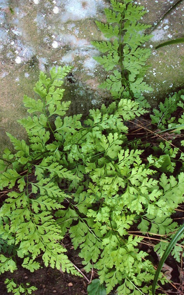  p>溪洞碗蕨(学名: i>dennstaedtia wilfordii /i> (moore) christ)是