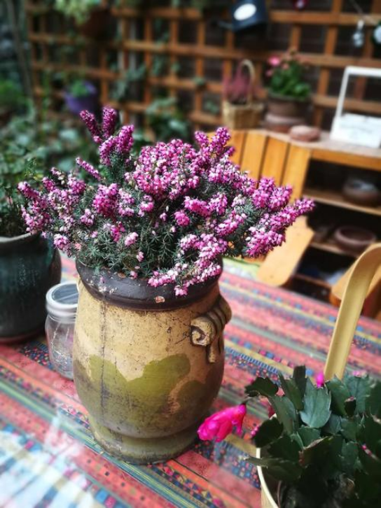 欧石楠 从来不只是野花 百科ta说