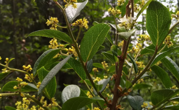 白檀是佛教里说到的檀香木吗 百科ta说