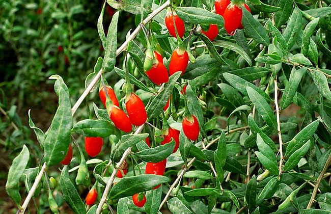  p data-id="tzpshdk5ezrz">枸杞树,茄科枸杞属的多分枝灌木.高0.