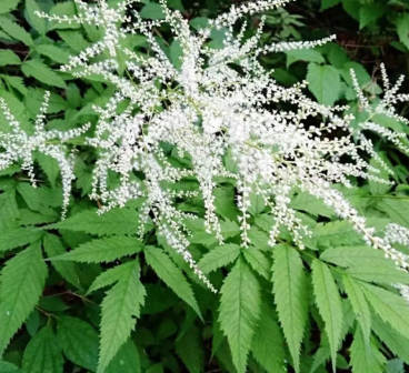 升麻（毛茛科升麻属植物）_百度百科