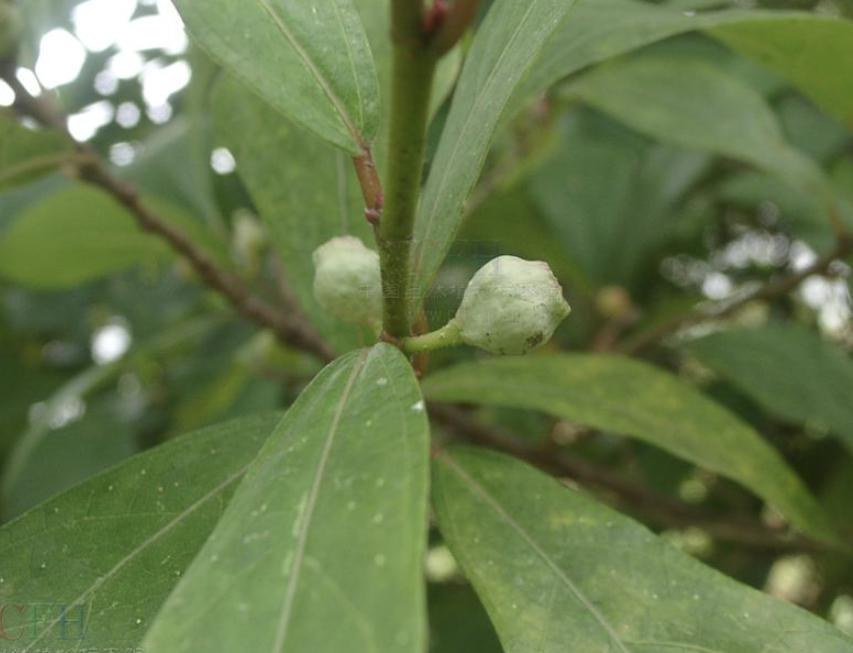  p data-id="txtlffkmleos">琴叶榕( i>ficus pandurata /i> hance)是