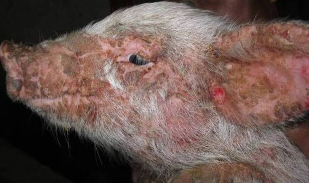 葡萄球菌 /a>引发的,发生在哺乳仔猪和刚断奶仔猪的一种急性和超急性