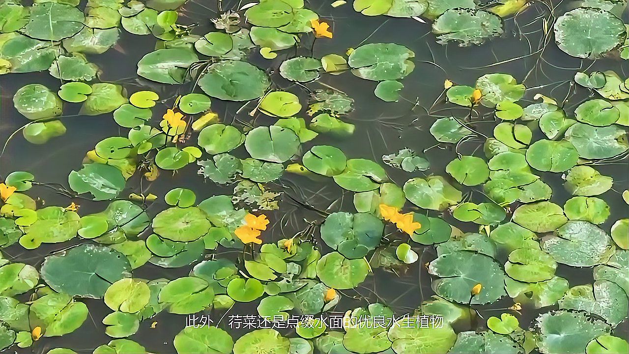 荇菜_百度百科