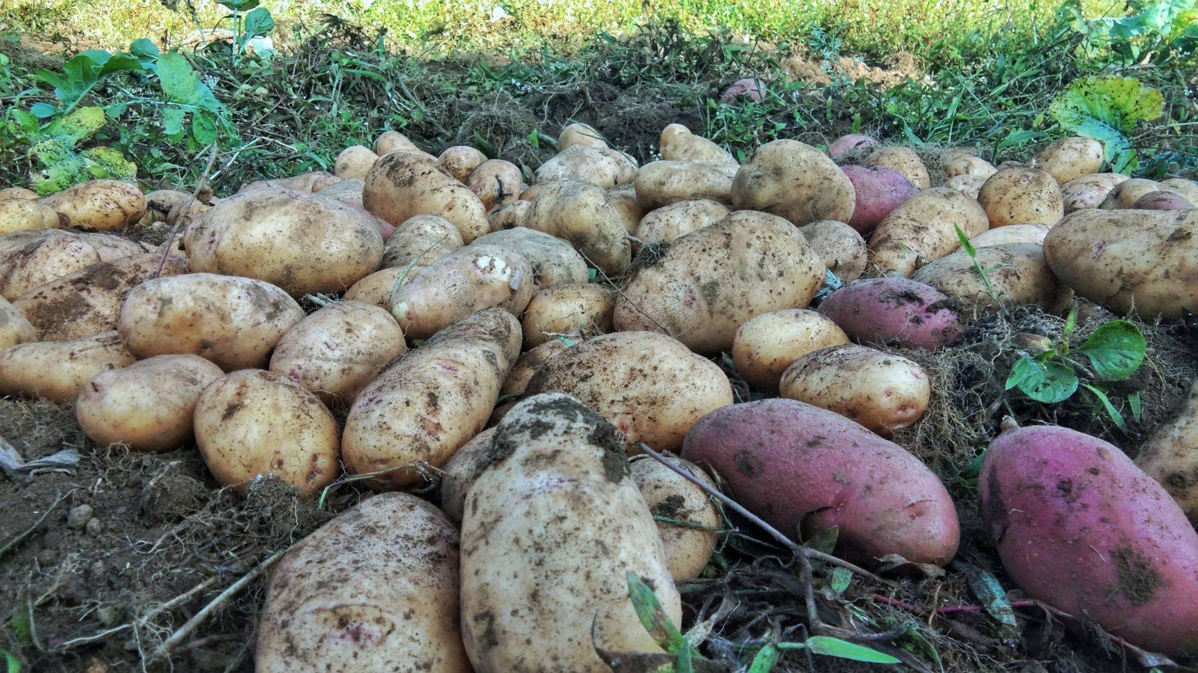  p>威宁洋芋块大,产量高,品质优,退化慢,口感好,干物质含量高,耐运输