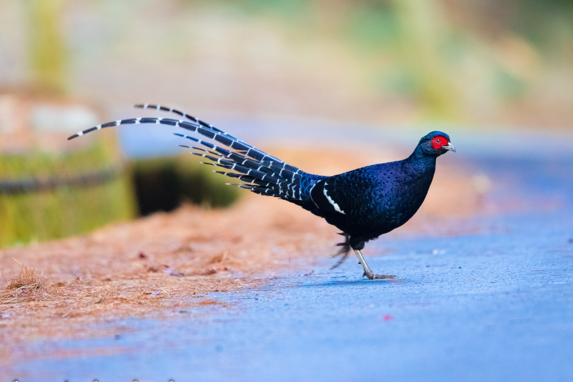 id="gnx3tygxqe">黑长尾雉(学名: i>syrmaticus mikado /i>)大型鸡类