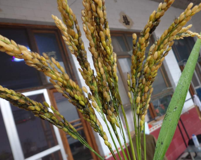  p data-id="gnaw95lpea">水稻粒黑粉病是由狼尾草腥黑粉菌引起的