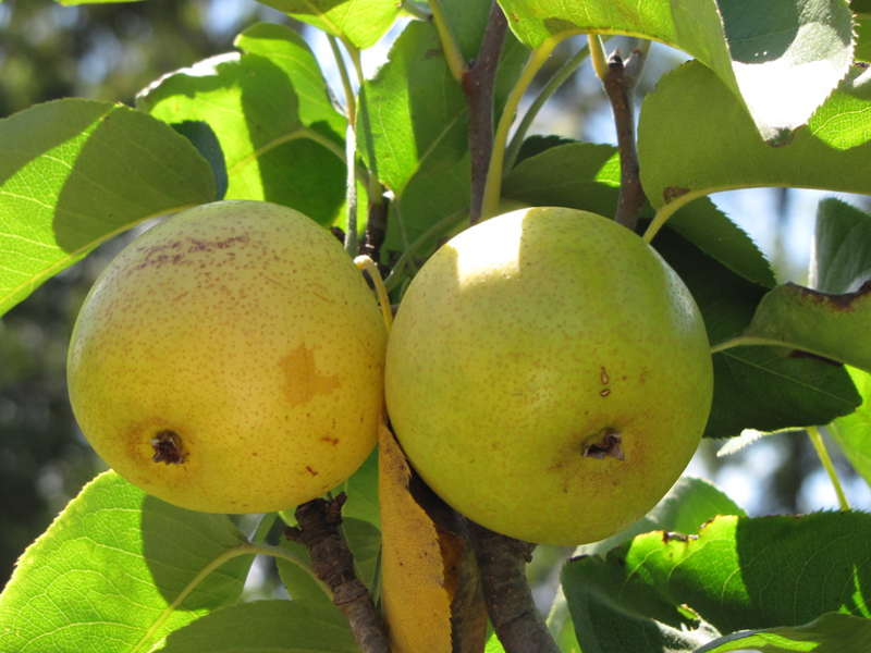  p>梨属(学名: i>pyrus /i> l.