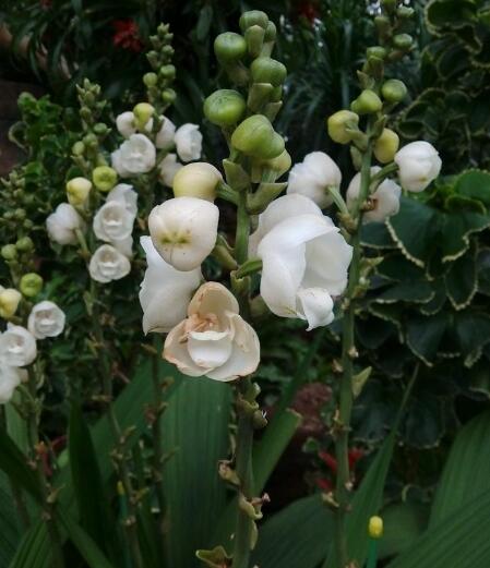  p>鸽子兰(学名: i>peristeria /i>  i>elata /i> hook.