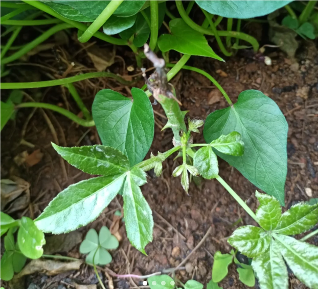 刺五加（五加科五加属植物）_百度百科