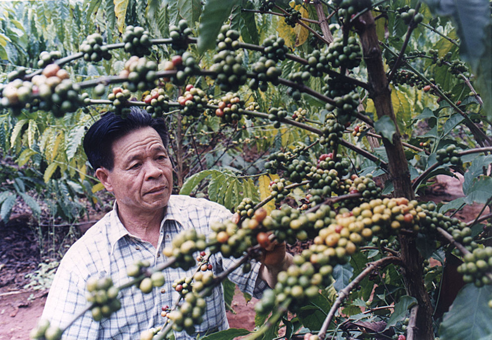澄迈福山咖啡联合有限公司