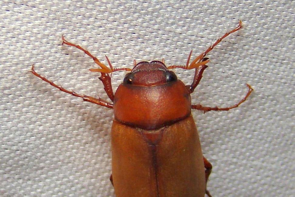 东北大黑鳃金龟子