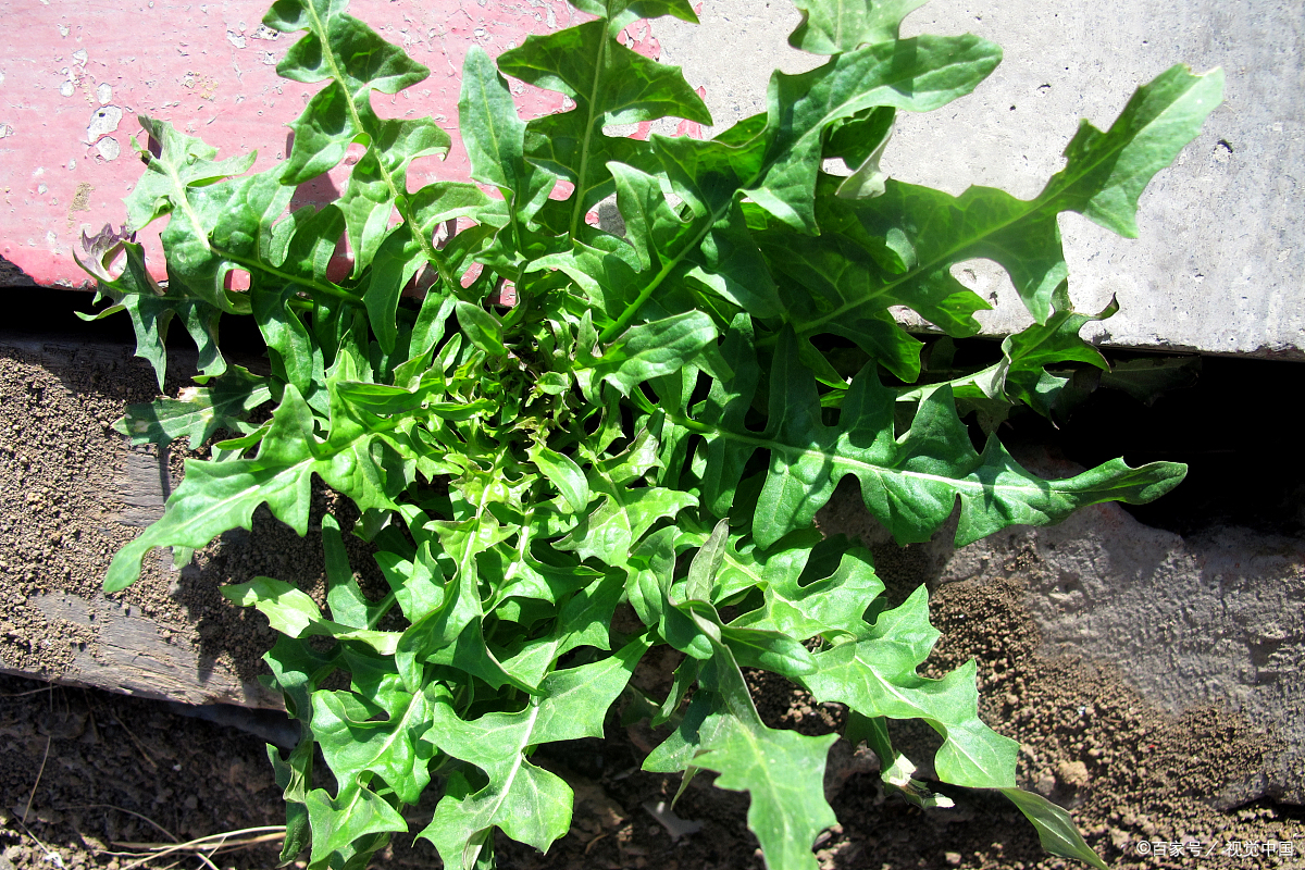 来自 诗经 里的十种蔬菜 你吃过哪些 百科ta说