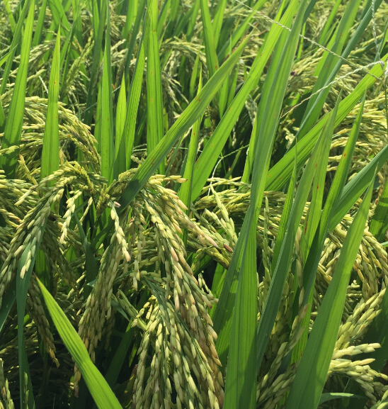 科学院绿色食品工程研究所 /a>的朱启升; 杨前进选育籼型三系杂交水