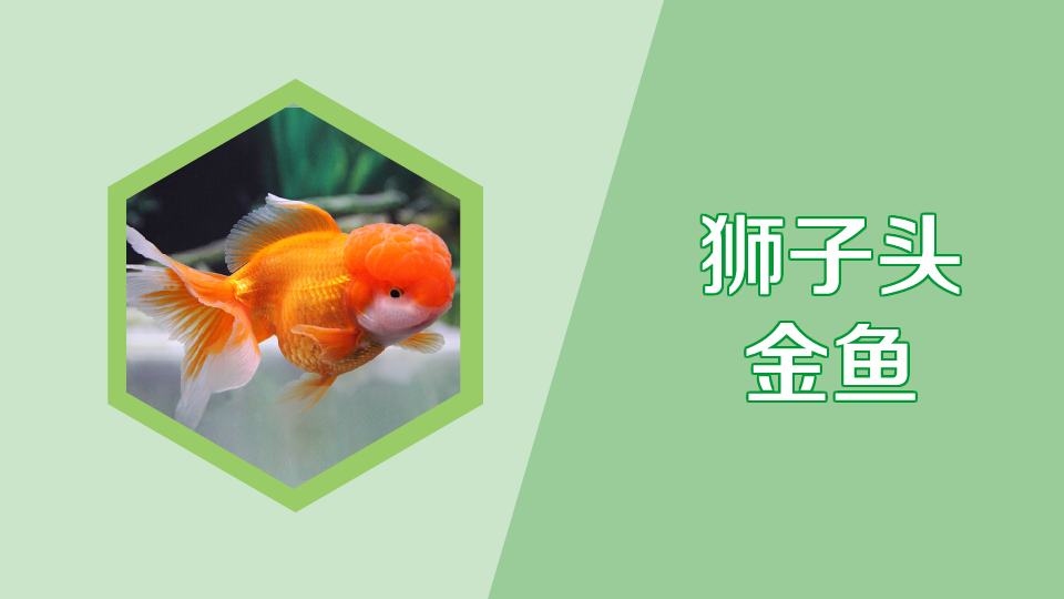 狮子头金鱼:外形独特,威风凛凛