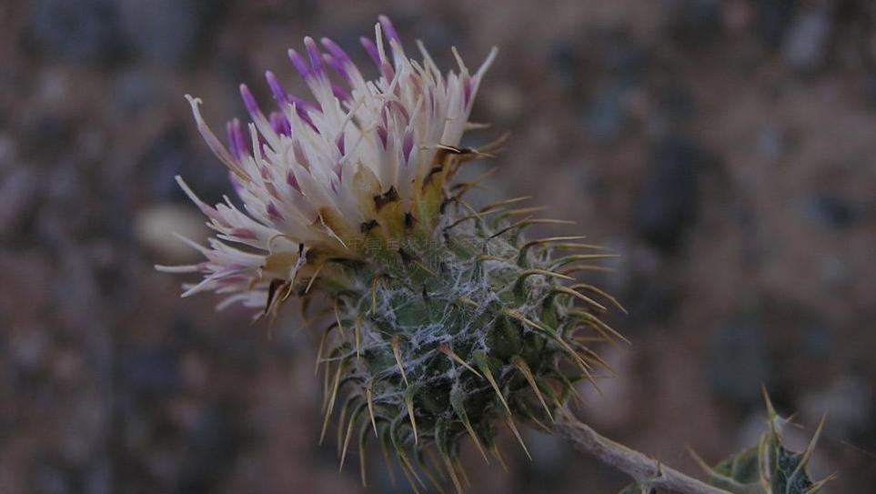  p>刺头菊(学名:cousinia affinis)是菊科刺头菊属的植物.
