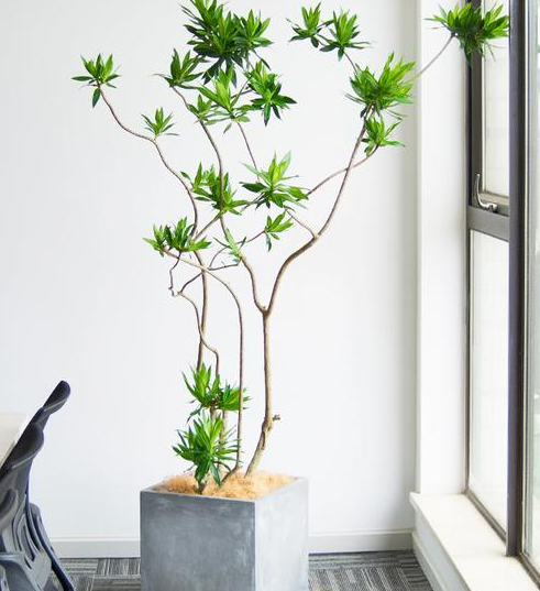 百合竹是百合花的一种吗？_百科TA说