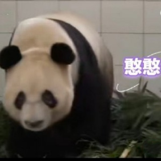 大熊猫憨憨_百度百科