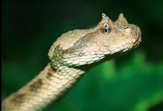 拟角蝰 百度百科