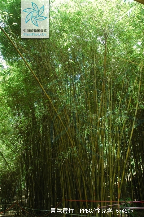  p>青丝黄竹(学名: i>bambusa eutuldoides /i> mcclure var.