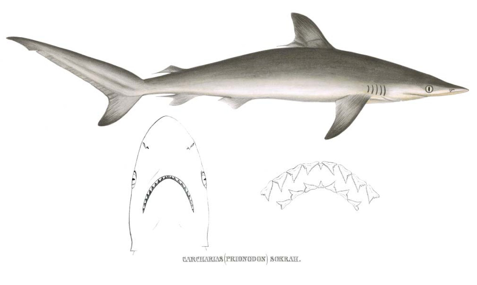 carcharhinus sorrah