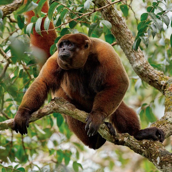  p>绒毛猴, a href="#" data-lemmaid="1970436