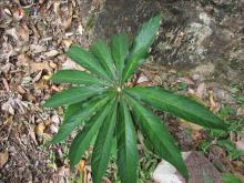 天南星 天南星科天南星属植物 百度百科