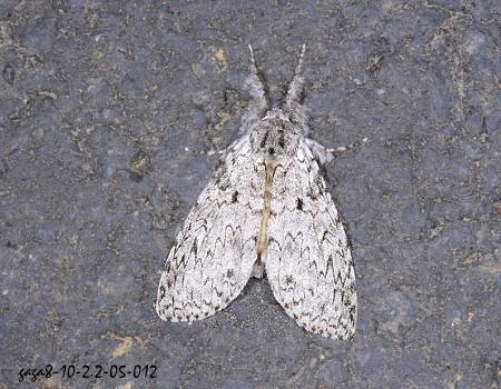 target="_blank" href="/item/毒蛾科">毒蛾科 /a>茸毒蛾属的一种昆虫