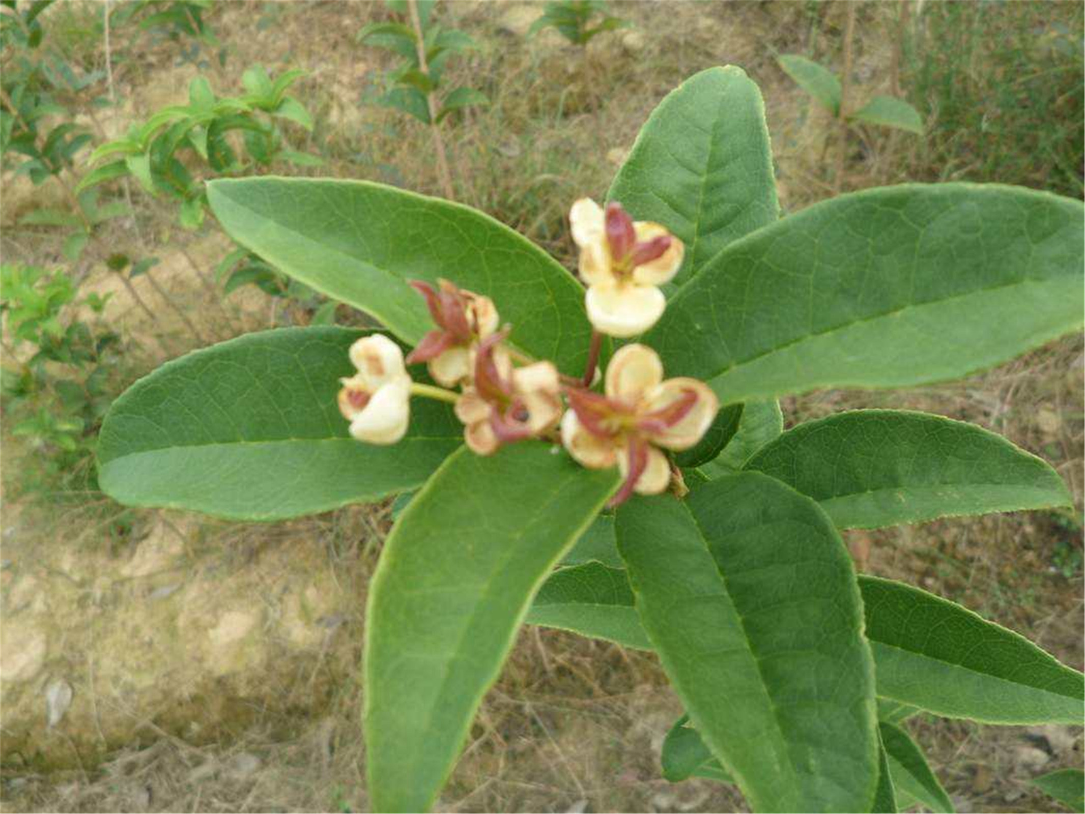 osmanthus fragrans tian xiang tai ge