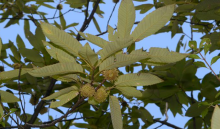 栓皮栎（壳斗科栎属植物）_百度百科
