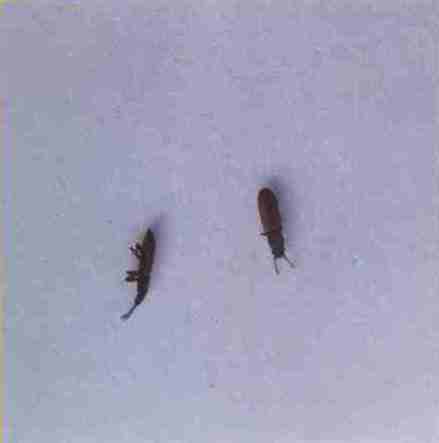  p>锯谷盗为鞘翅目(coleoptera),锯谷盗科(silvanidae)的一种 a